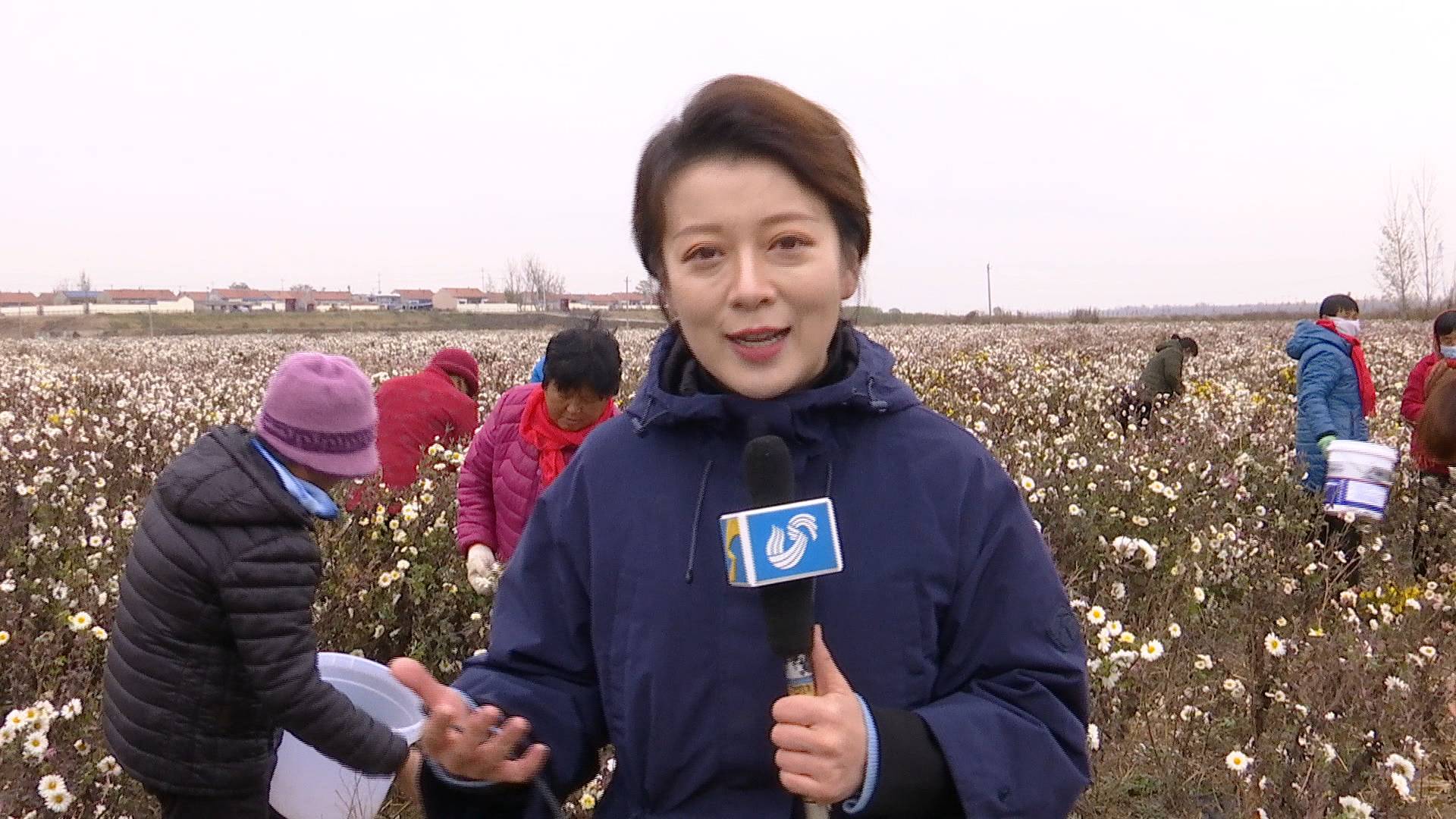 山东济宁电视台新闻客户端大象新闻客户端观看电视直播-第2张图片-太平洋在线下载