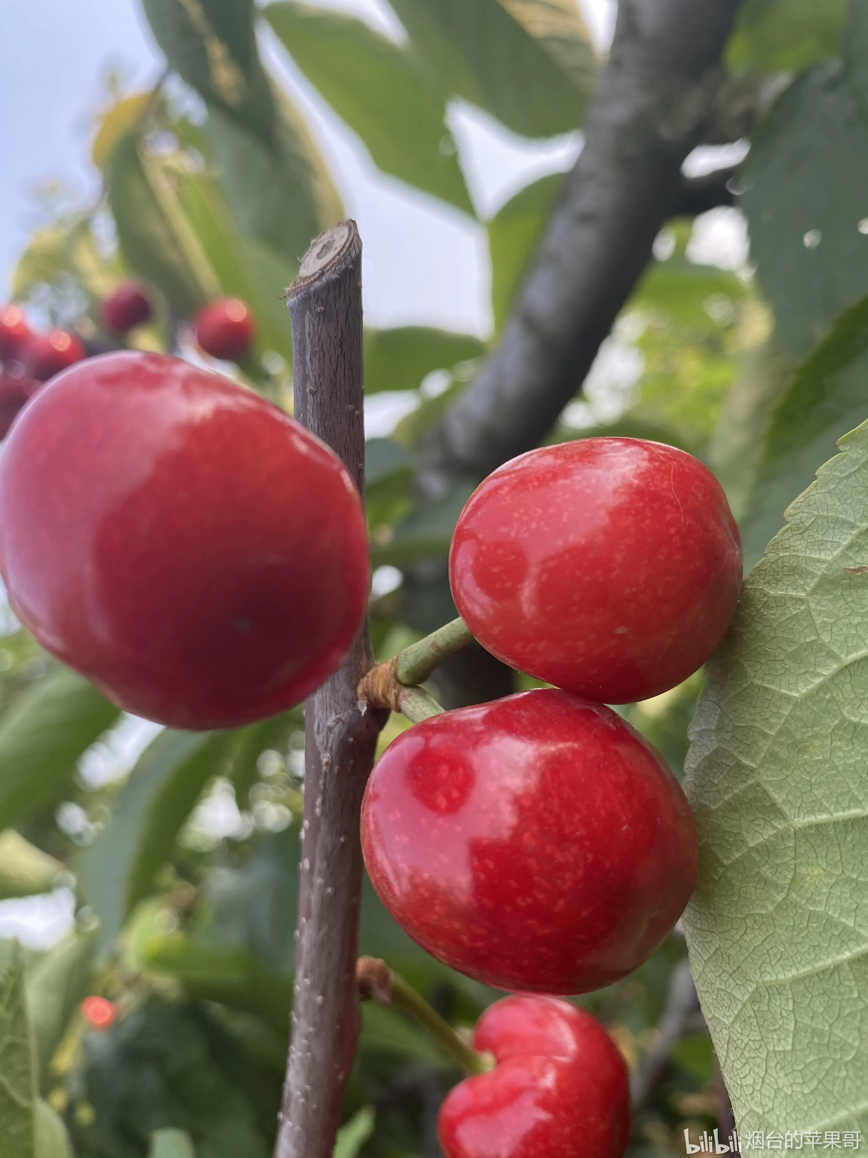 苹果先锋ios版手机版(苹果手机先锋影音下载手机版下载)-第2张图片-QuickQ官网