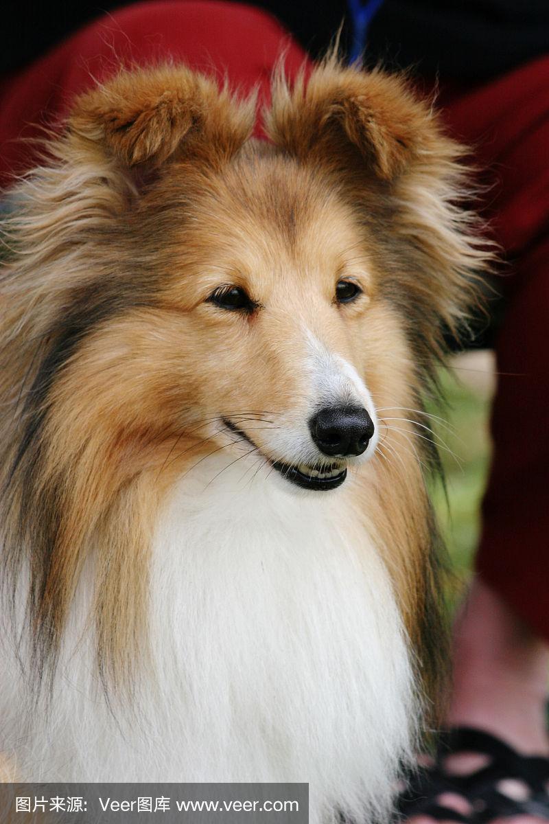IE浏览器手机版动物(苹果耳机能在安卓手机上弹窗吗)