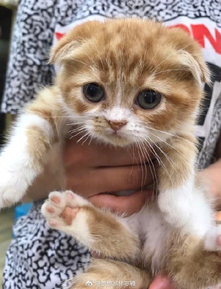 IE浏览器手机版动物(苹果耳机能在安卓手机上弹窗吗)-第4张图片-QuickQ官网