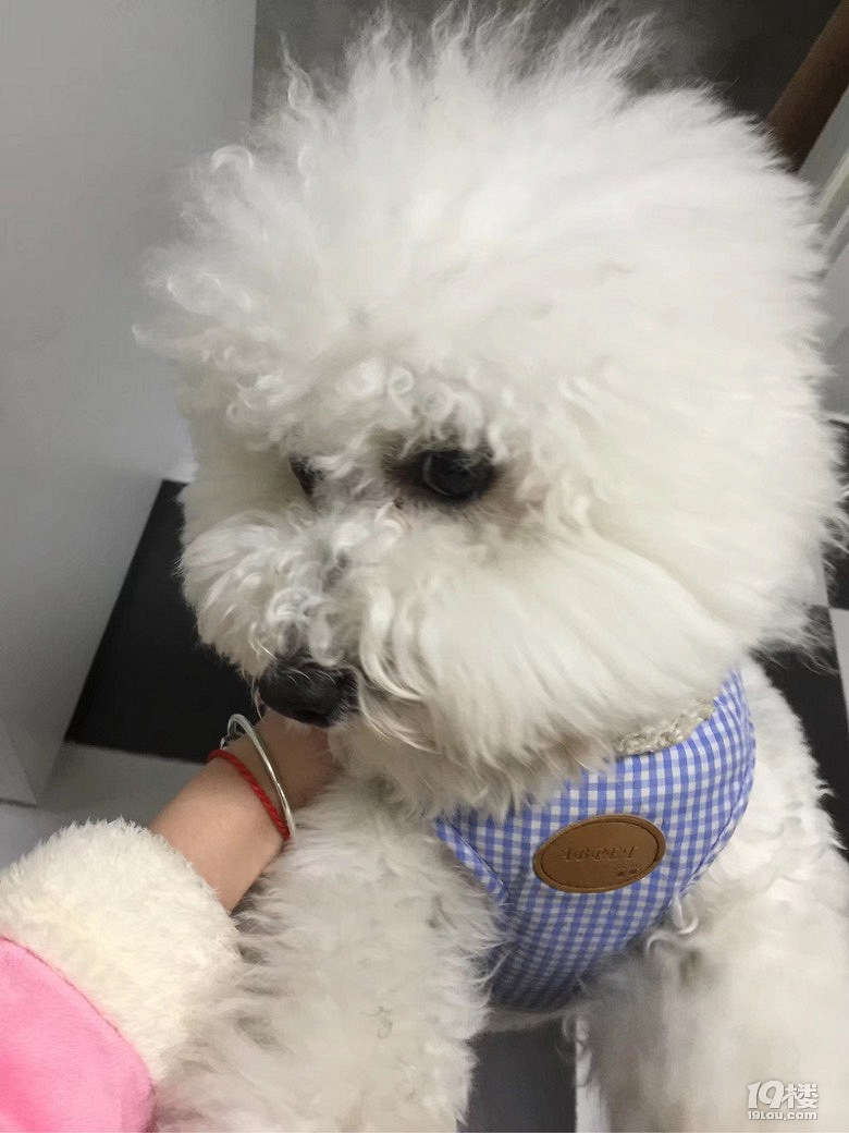 熊族有手机版么(玩具熊手机版在哪下)-第5张图片-QuickQ官网