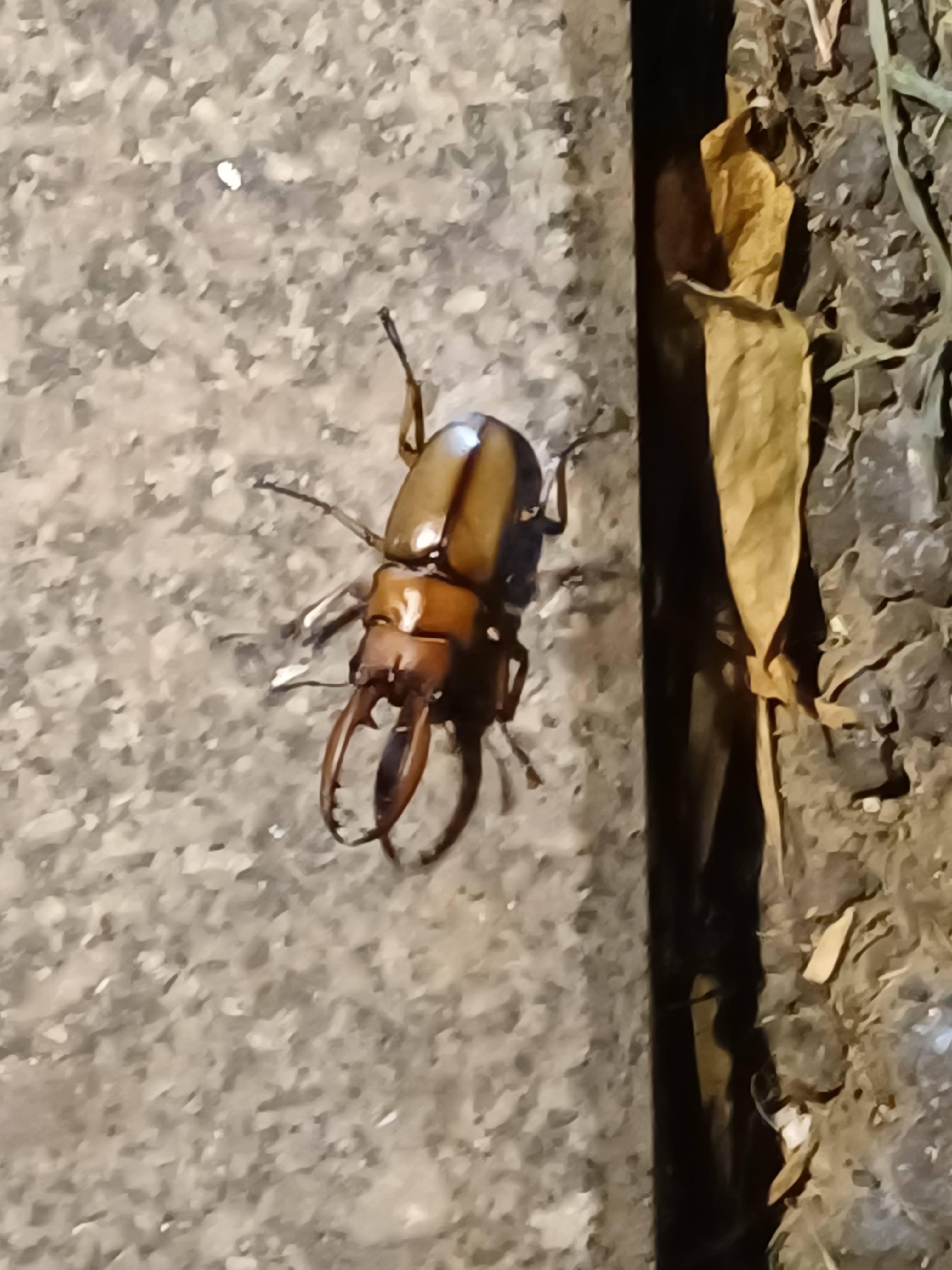 枪血意大利手机版虫虫(枪血意大利steam叫什么)-第3张图片-QuickQ官网